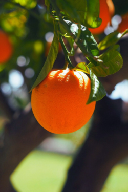 A single orange hanging in a tree