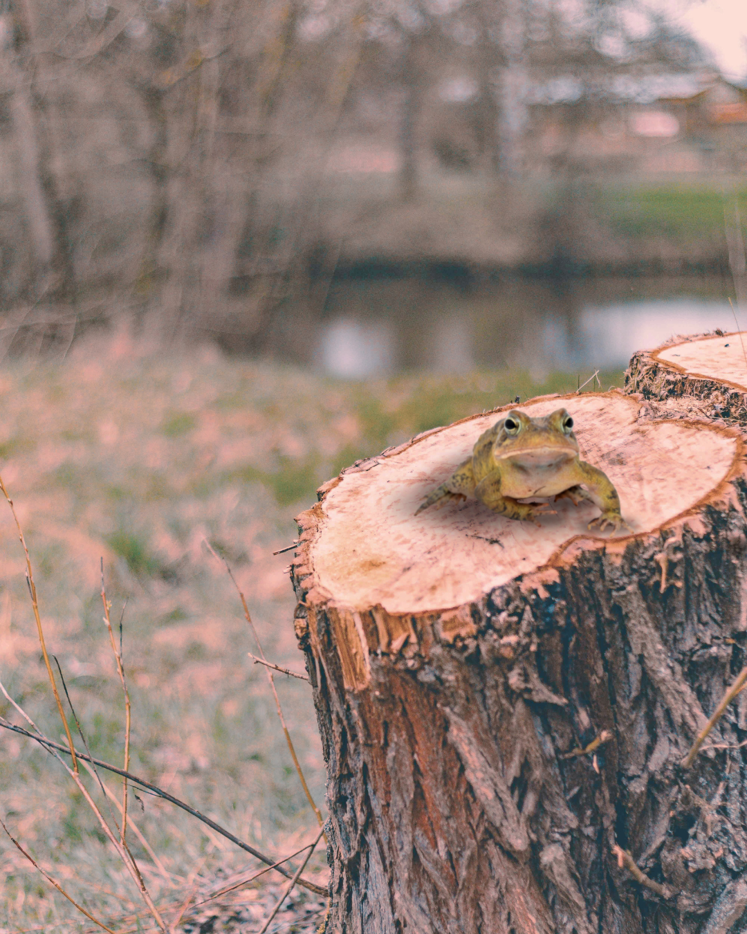 A toad sitting on a stump at the edge of a forest